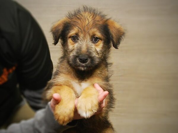 Australian Shepherd/Soft Coated Wheaten Terrier-DOG-Female-Wheaten-17158-Petland Iowa City, Iowa