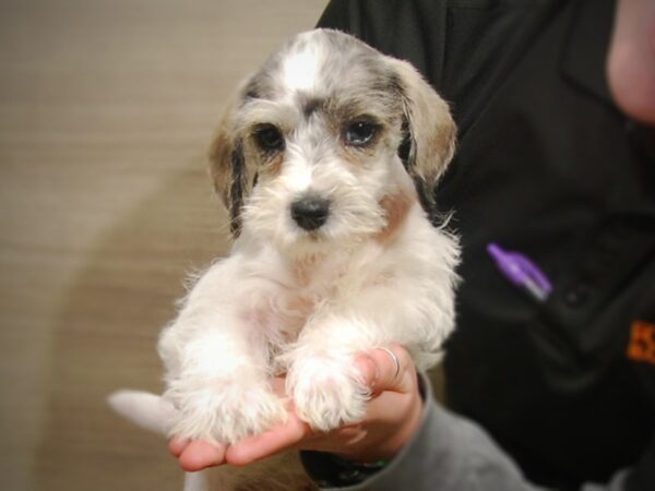 Miniature Schnauzer DOG Female Blue Merle / White 17159 Petland Iowa City, Iowa