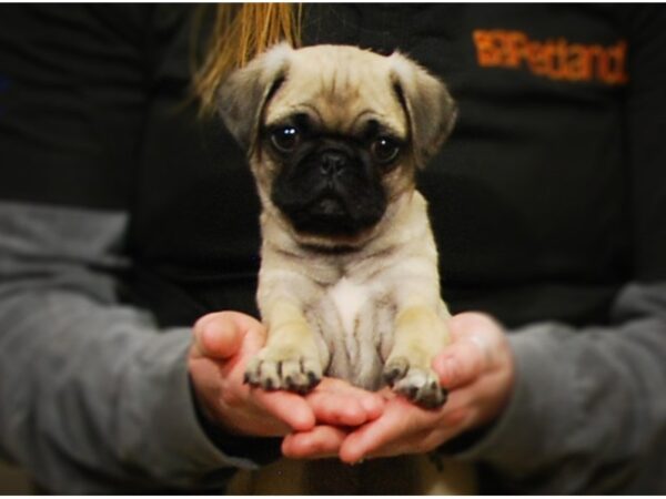 Pug DOG Female Fawn 17161 Petland Iowa City, Iowa