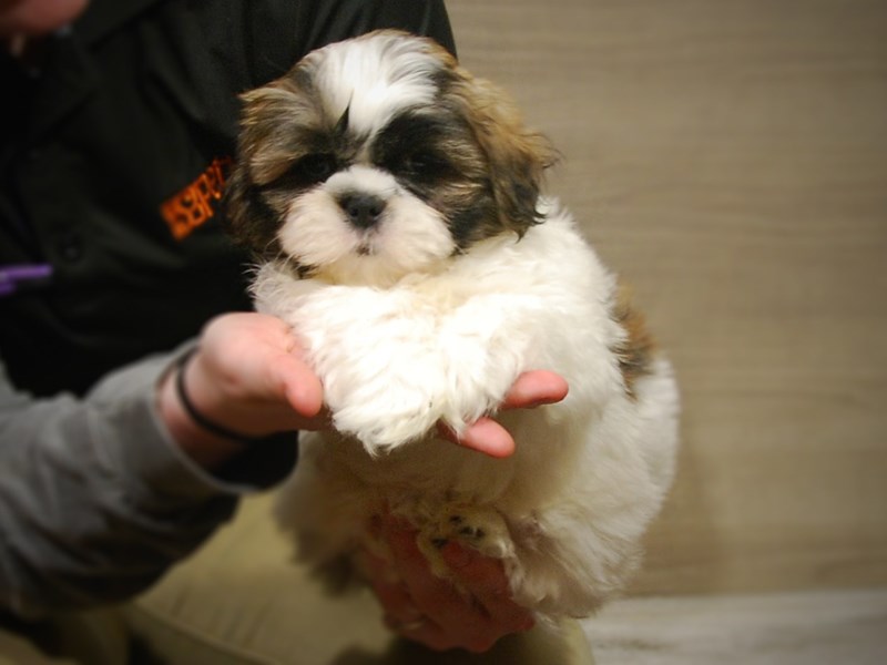 Shih Tzu Dog Male Red Black / White 17162