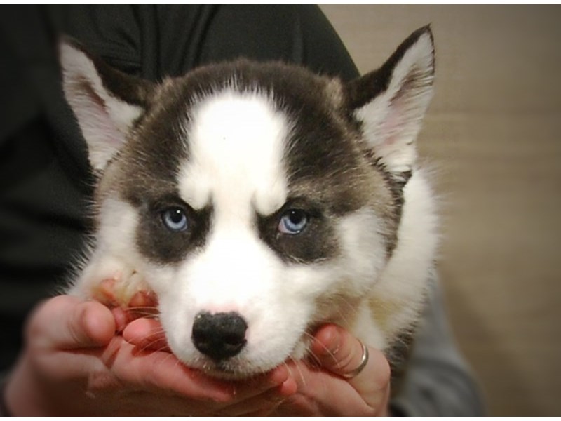 Siberian Husky Dog Female Black / White 17163