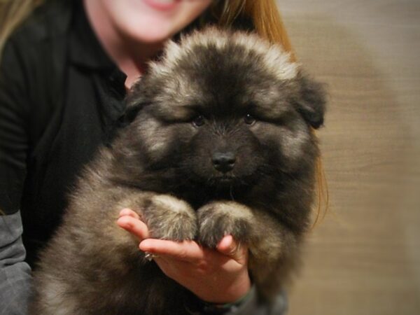 Keeshond DOG Male Black / Silver 17164 Petland Iowa City, Iowa