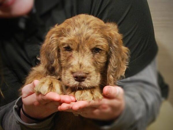 Goldendoodle Mini 2nd Gen DOG Male Blue Merle 17165 Petland Iowa City, Iowa