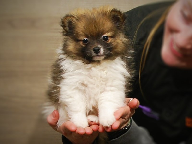 Pomeranian Dog Male Orange and White 17166