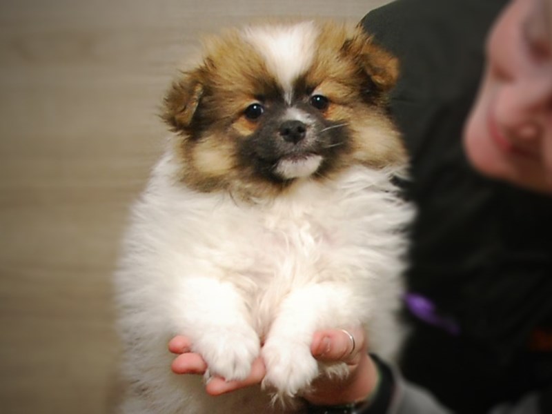 Pomeranian Dog Female Orange and White 17167