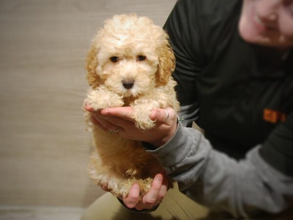 Poodle DOG Male Apricot 17160 Petland Iowa City, Iowa