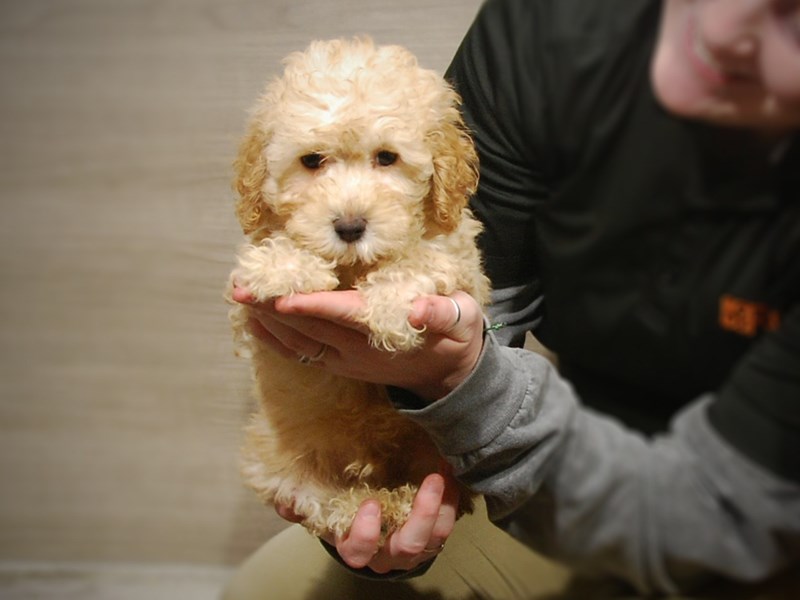Poodle Dog Male Apricot 17160