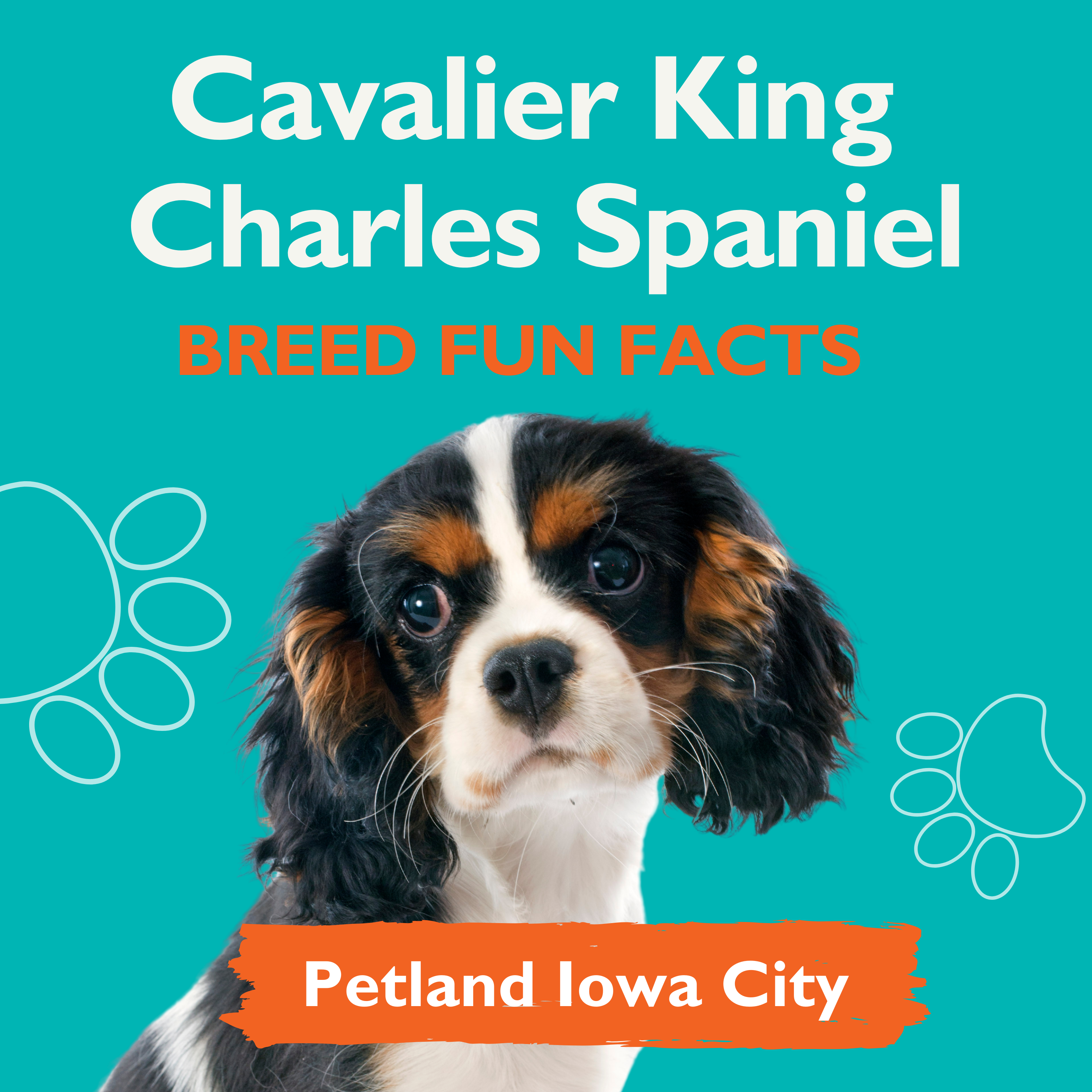 Amazingly Fun Facts – Cavalier King Charles Spaniel Puppies