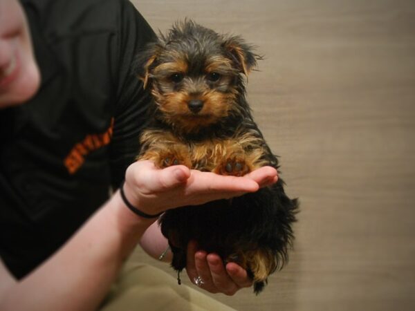 Yorkshire Terrier DOG Female Blk & Gld 17168 Petland Iowa City, Iowa