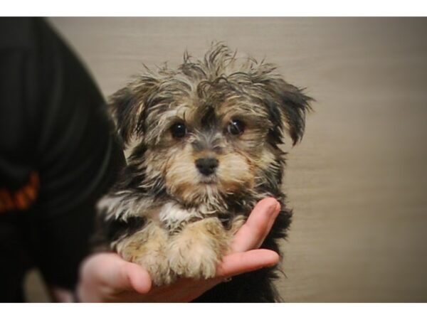 Morkie DOG Male Blk 17172 Petland Iowa City, Iowa