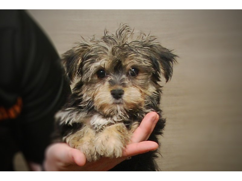 Morkie Dog Male Blk 17172