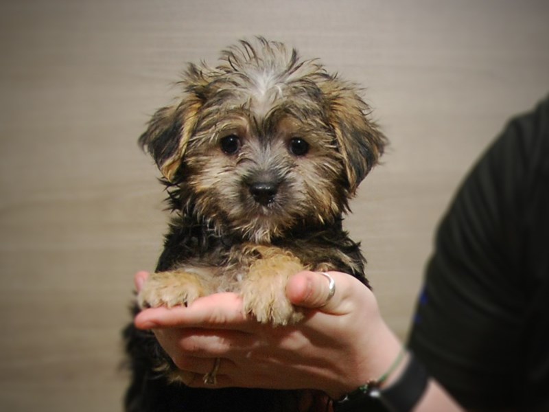 Morkie Dog Male Blk 17171