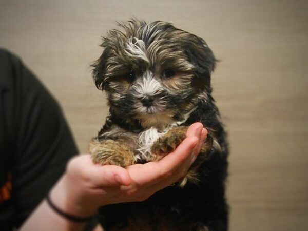 Morkie DOG Male Blk 17173 Petland Iowa City, Iowa