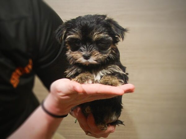 Morkie DOG Female Blk 17174 Petland Iowa City, Iowa