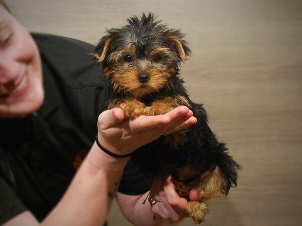 Yorkshire Terrier DOG Male 17175 Petland Iowa City, Iowa