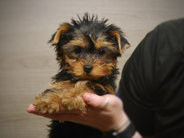 Yorkshire Terrier DOG Male 17176 Petland Iowa City, Iowa