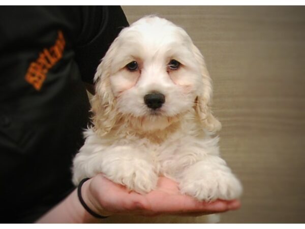 Cockapoo DOG Male Cream & White 17177 Petland Iowa City, Iowa