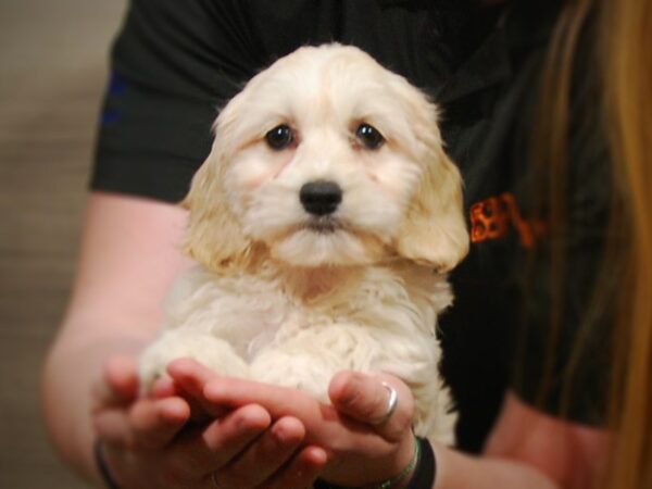 Cock-A-Poo-DOG-Female-Cream & White-17178-Petland Iowa City, Iowa