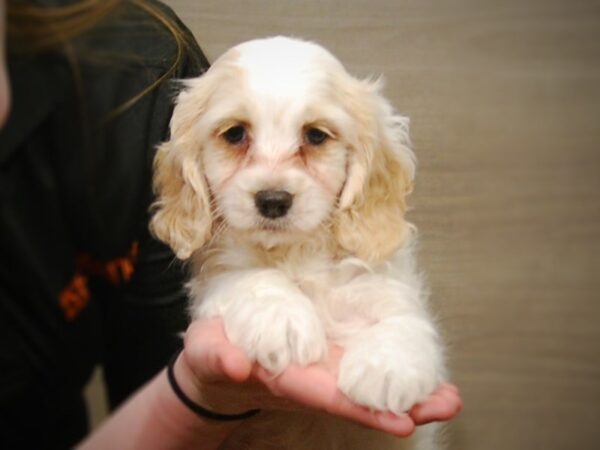 Cock-A-Poo-DOG-Male-Cream & White-17179-Petland Iowa City, Iowa