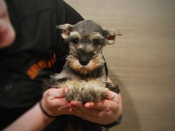 Miniature Schnauzer DOG Female salt pepper 17181 Petland Iowa City, Iowa