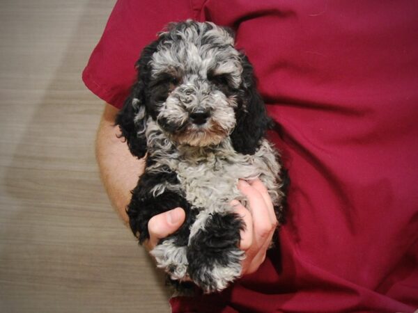 Miniature Goldendoodle DOG Male Blue Merle 17182 Petland Iowa City, Iowa