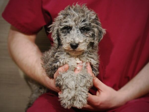 Miniature Goldendoodle DOG Female Blue Merle 17183 Petland Iowa City, Iowa