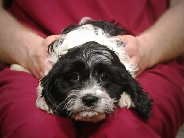 Cavapoo DOG Male black/White 17184 Petland Iowa City, Iowa