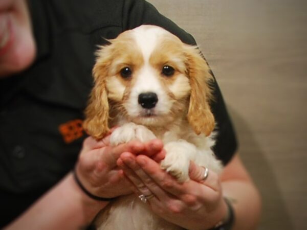 Cavapoo DOG Male blenheim 17185 Petland Iowa City, Iowa