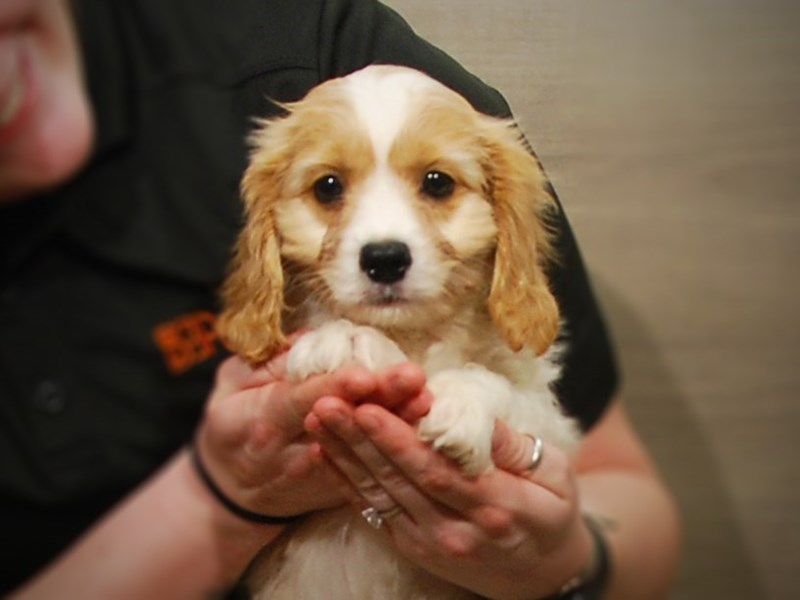 Cavapoo Dog Male blenheim 17185