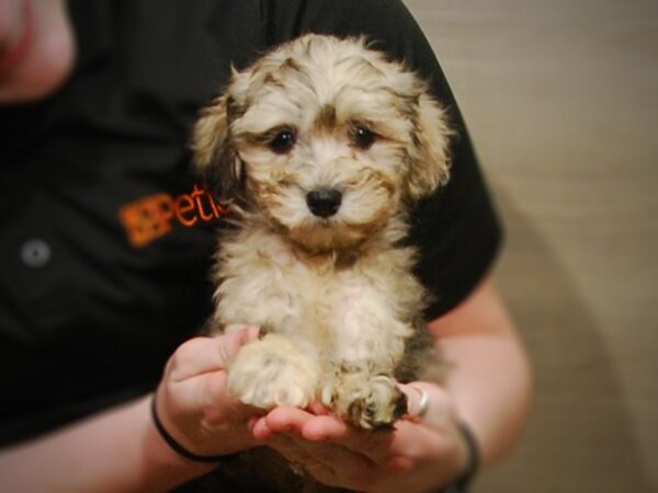 Schnoodle DOG Female Merle 17186 Petland Iowa City, Iowa