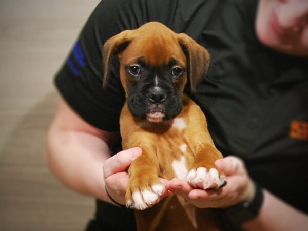 Boxer DOG Male Fawn 17187 Petland Iowa City, Iowa