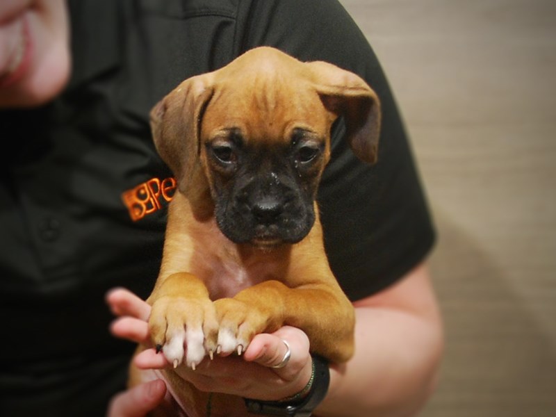 Boxer Dog Female Fawn 17188