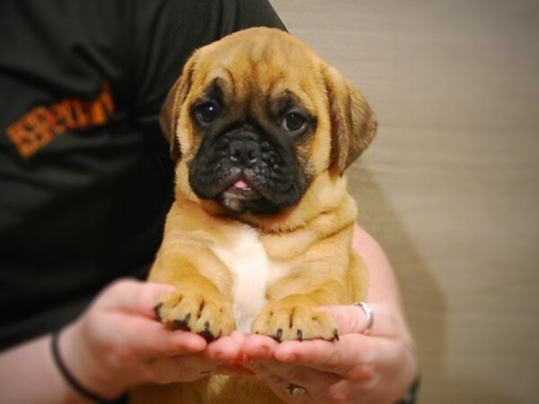 Mini Bulldog DOG Male Fawn 17189 Petland Iowa City, Iowa