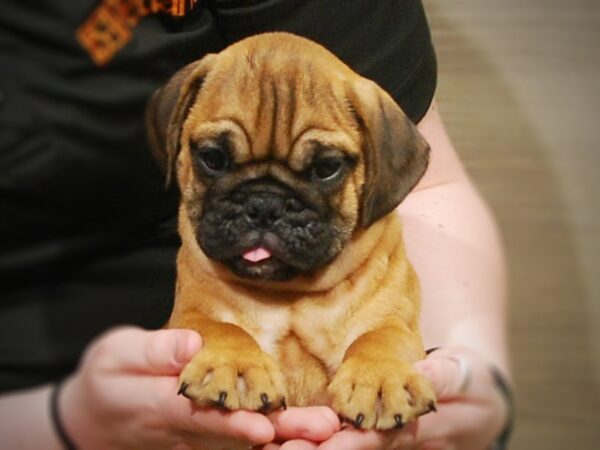 Mini Bulldog DOG Male Fawn 17190 Petland Iowa City, Iowa