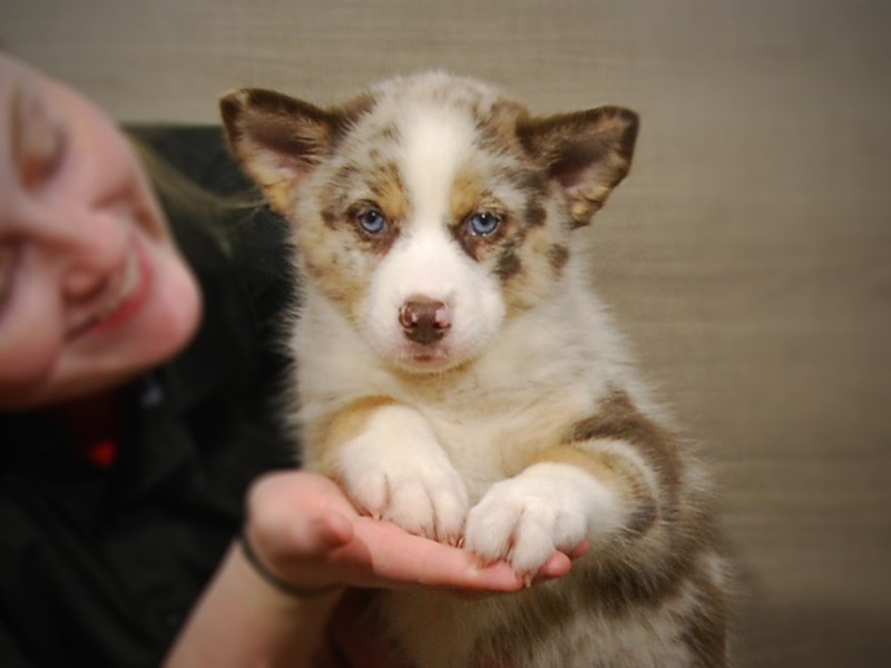 PomskyDOGFemaleRed Merle3094366Petland Iowa City, Iowa