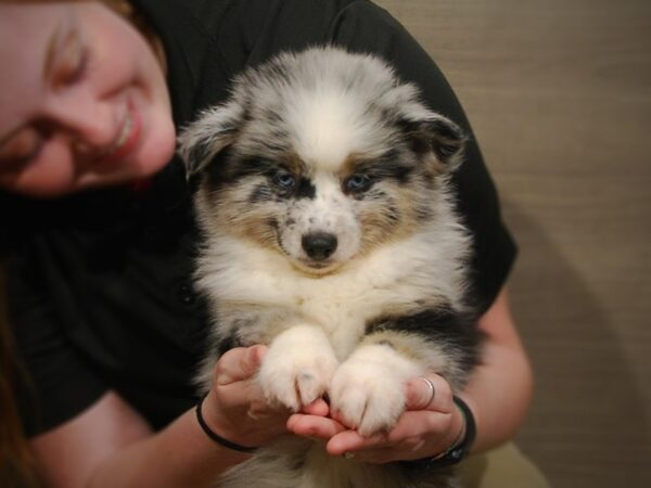 Pomsky DOG Male Blue Merle 17192 Petland Iowa City, Iowa