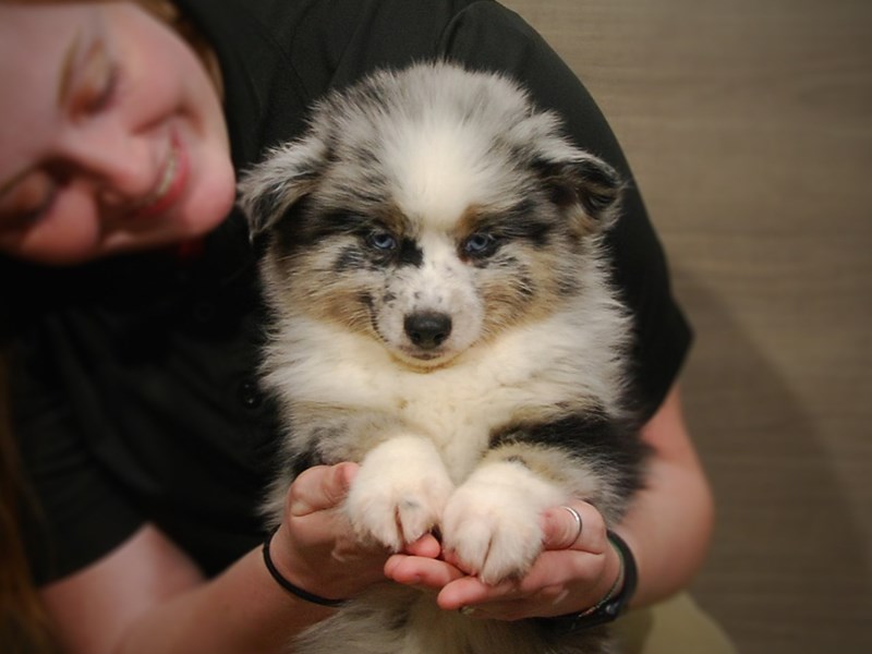 Pomsky Dog Male Blue Merle 17192