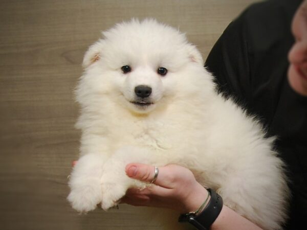 American Eskimo Dog-DOG-Male-White-17193-Petland Iowa City, Iowa