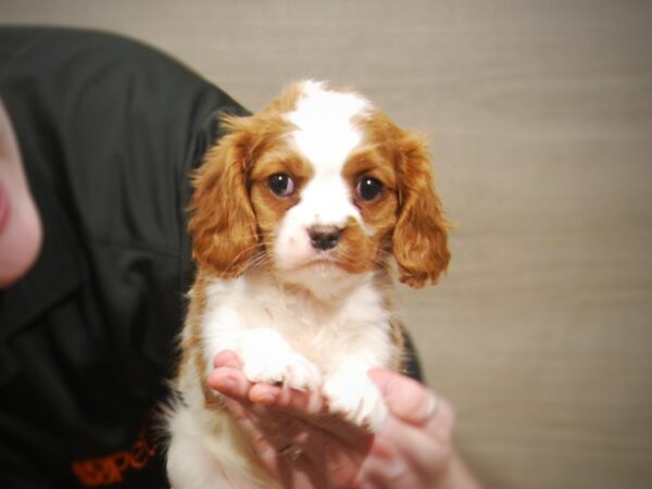 Cavalier King Charles Spaniel DOG Female Blenheim 17194 Petland Iowa City, Iowa