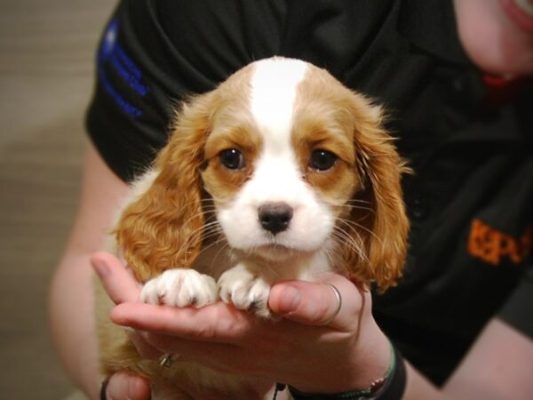 Cavalier King Charles Spaniel DOG Male Blenheim 17195 Petland Iowa City, Iowa