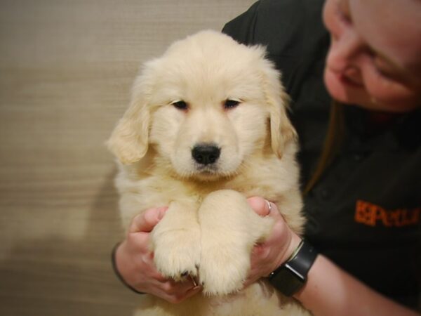 Golden Retriever DOG Female Cream 17196 Petland Iowa City, Iowa