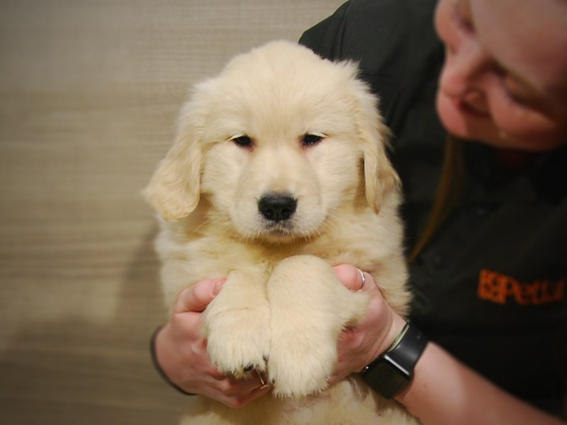 Golden Retriever Dog Female Cream 17196