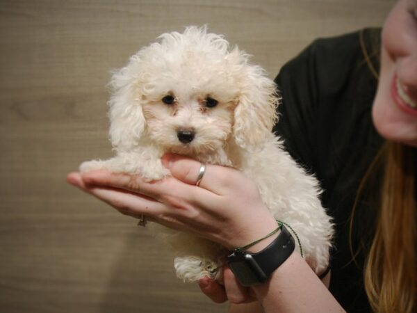 Poodle Mini DOG Female White 17197 Petland Iowa City, Iowa