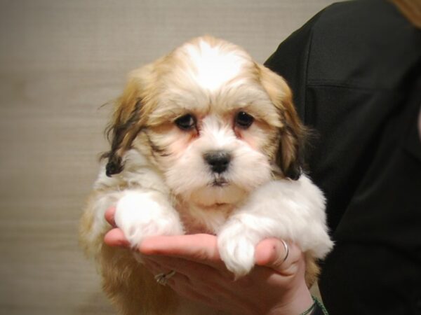 Teddy Bear DOG Female Brown / White 17198 Petland Iowa City, Iowa