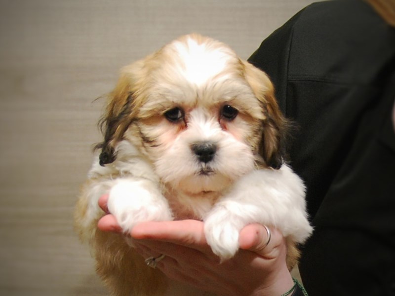 Teddy Bear Dog Female Brown / White 17198