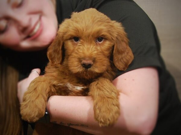 Goldendoodle 2nd Gen DOG Female Cream 17199 Petland Iowa City, Iowa