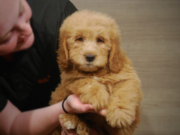 Goldendoodle Mini-DOG-Male-Red-17200-Petland Iowa City, Iowa