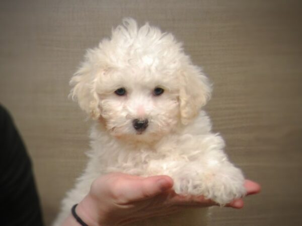 Bichon Frise DOG Female White 17201 Petland Iowa City, Iowa