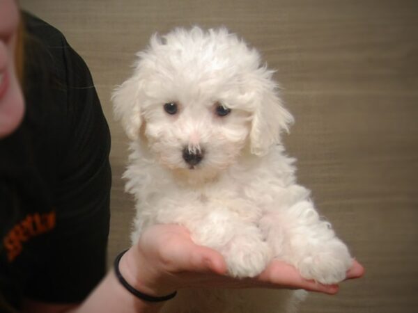 Bichon Frise DOG Female White 17202 Petland Iowa City, Iowa