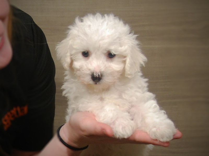 Bichon Frise Dog Female White 17202